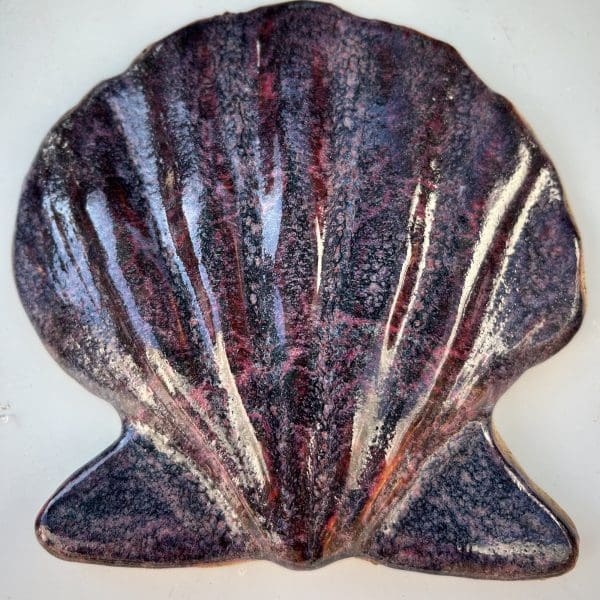 Scallop - Image 6